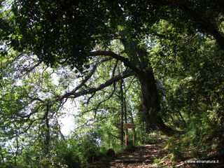 Roverella_Cugnu_di_Mezzu - 09-06-2013 10-34-16.JPG